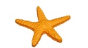 Water Fun Starfish